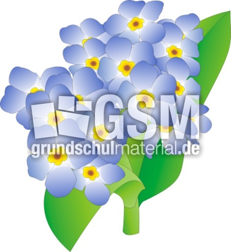 Vergissmeinnicht.tif